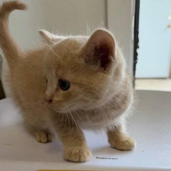 Mischief -  Domestic Medium Hair Cat for Adoption in Floresville, Texas - Mischief | PetCurious