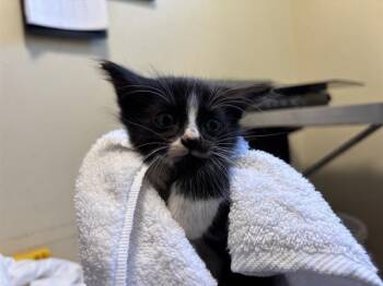 Rescue Domestic Short Hair Cats for Adoption in Pasadena, California - SPIDER WEB | PetCurious