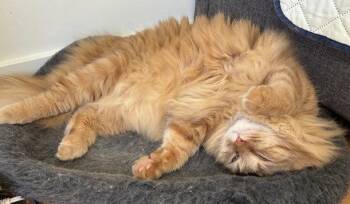 Carrot (in foster) -  Domestic Long Hair Cat for Adoption in Alexandria, Virginia - Carrot (in Foster) | PetCurious