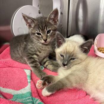 Dune -  Domestic Short Hair Cat Available for Adoption in Los Angeles, California - Dune | PetCurious