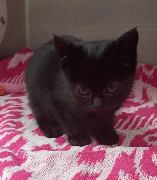 Domestic Short Hair Cats Available for Adoption - Rhea | PetCurious