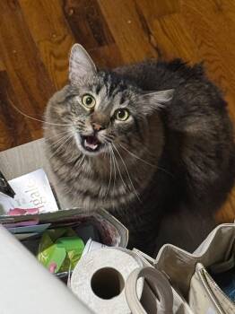 Stanley, huge personality, waiting for all the love -  Domestic Medium Hair and Maine Coon Cat for Adoption in New York, New York - Stanley, Huge Personality, Waiting For All The Love | PetCurious