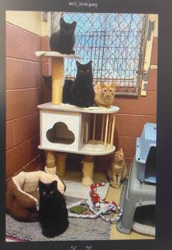 Rescue Domestic Short Hair Cats for Adoption in Trumbull, Connecticut - 7feral Male Cats | PetCurious