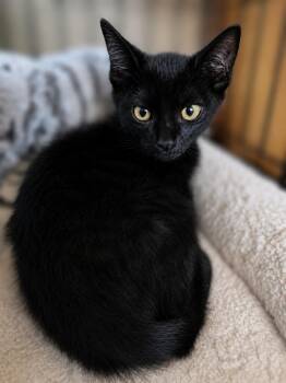 Riley Blackwood -  Bombay Cat for Adoption in Fresno, California - Riley Blackwood | PetCurious