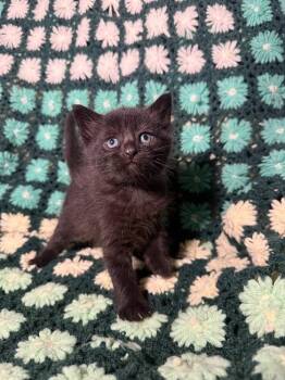 Goji Berry -  Domestic Short Hair Cat for Adoption in Evansville, Indiana - Goji Berry | PetCurious