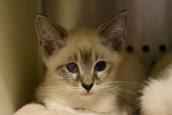 Dongwa -  Siamese and Domestic Short Hair Cat for Adoption in Kansas City, Missouri - Dongwa | PetCurious