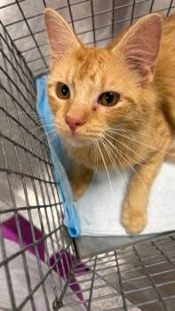 George -  Domestic Short Hair Cat for Adoption in Clarksville, Tennessee - George | PetCurious