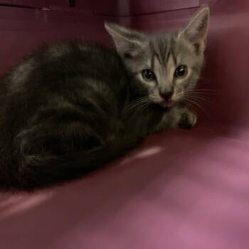 Domestic Short Hair Cats Available for Adoption in Charlottesville, Virginia - Chamberlain | PetCurious