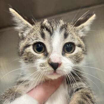 Cosmos 41C26 -  Domestic Short Hair Cat Available for Adoption in Napoleon, Ohio - Cosmos 41C26 | PetCurious
