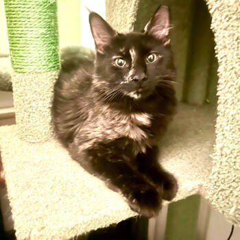 Rescue Domestic Medium Hair Cats for Adoption in Fort Lauderdale, Florida - Prada | PetCurious