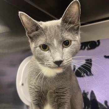 Sassy -  Domestic Short Hair Cat for Adoption in Wheaton, Illinois - Sassy | PetCurious