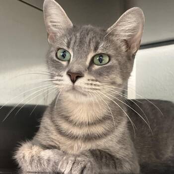Illari -  Domestic Short Hair Cat for Adoption in Reno, Nevada - Illari | PetCurious