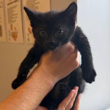 Bear -  Domestic Medium Hair Cat for Adoption in Tuscaloosa, Alabama - Bear | PetCurious