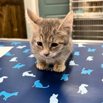 Kanga -  Domestic Short Hair Cat for Adoption in Chico, California - Kanga | PetCurious