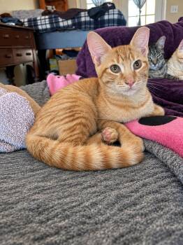 Tango -  Domestic Short Hair Cat for Adoption in Pompano Beach, Florida - Tango | PetCurious