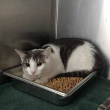 Domestic Short Hair Cats Available for Adoption - Luna | PetCurious