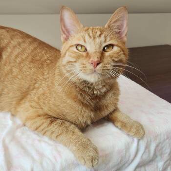 Tabby Cats Available for Adoption in Marshfield, Wisconsin - Tony Baloney | PetCurious