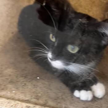 Pony -  Domestic Short Hair Cat for Adoption in Philadelphia, Pennsylvania - Pony | PetCurious