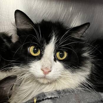 Domestic Medium Hair Cats Available for Adoption in Palm Springs, California - Orca | PetCurious