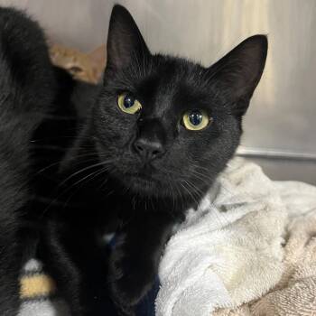 Domestic Short Hair Cats Available for Adoption - Leprechaun | PetCurious