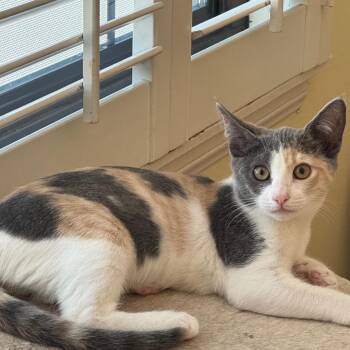 Hallie -  Domestic Short Hair Cat for Adoption in Los Angeles, California - Hallie | PetCurious