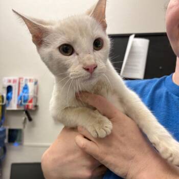 Disaronno -  Domestic Short Hair Cat for Adoption in Columbiana, Alabama - Disaronno | PetCurious