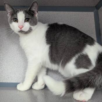 Scoop -  Domestic Short Hair Cat for Adoption in Evansville, Indiana - Scoop | PetCurious