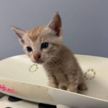 Acorn 7926 -  Domestic Short Hair Cat for Adoption in Columbus, Georgia - Acorn 7926 | PetCurious