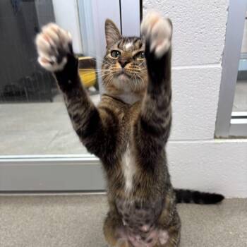 Domestic Short Hair Cats Available for Adoption in Carencro, Louisiana - Plain White Bread | PetCurious