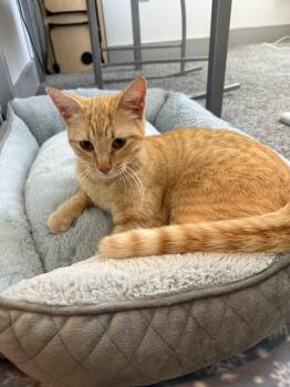 Domestic Short Hair Cats Available for Adoption in Pearland, Texas - Rose Landry | PetCurious
