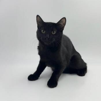 Bopkins -  Domestic Short Hair Cat for Adoption in State College, Pennsylvania - Bopkins | PetCurious