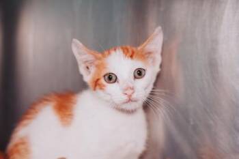 95307a Beans & Rice-PetSmart Mt.Pleasant -  Domestic Short Hair Cat for Adoption in North Charleston, South Carolina - 95307a Beans & Rice-PetSmart Mt.Pleasant | PetCurious