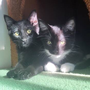 Ahsoka -  Domestic Short Hair Cat for Adoption in Los Angeles, California - Ahsoka | PetCurious