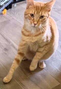 Ballard -  Domestic Short Hair Cat Available for Adoption - Ballard | PetCurious