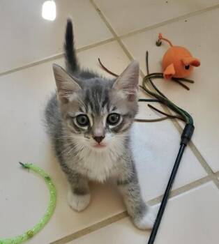 Boone -  Domestic Short Hair Cat for Adoption in Novato, California - Boone | PetCurious