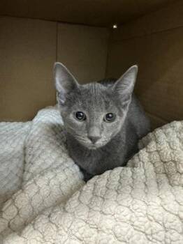 Twilight -  Domestic Short Hair Cat for Adoption in Fort Worth, Texas - Twilight | PetCurious