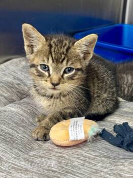 Flop -  Domestic Short Hair Cat for Adoption in Danielsville, Georgia - Flop | PetCurious