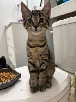 Stevie -  Domestic Short Hair Cat for Adoption in Cambridge, Ontario - Stevie | PetCurious