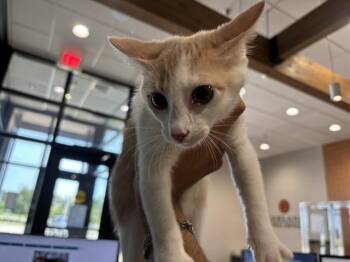 HOPE -  Domestic Short Hair Cat for Adoption in Rowlett, Texas - HOPE | PetCurious