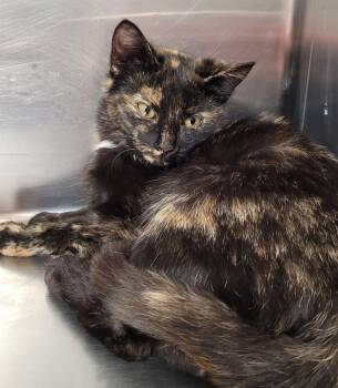 Rescue Domestic Medium Hair Cats for Adoption in Hopkinsville, Kentucky - Jabba | PetCurious