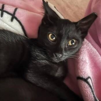 Mango II -  Domestic Short Hair Cat for Adoption in Houston, Texas - Mango II | PetCurious