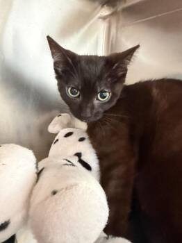 Short Andrew -  Domestic Short Hair Cat for Adoption in Pomona, New York - Short Andrew | PetCurious