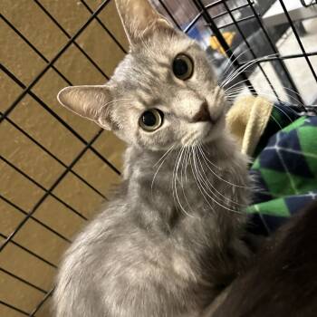 Rescue Domestic Short Hair Cats for Adoption in Milan, Pennsylvania - Chopstick | PetCurious