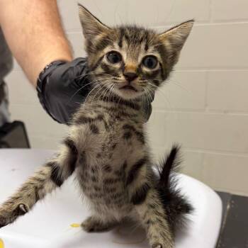 Trevor -  Domestic Short Hair Cat for Adoption in Lufkin, Texas - Trevor | PetCurious