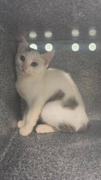 Toodles -  Domestic Short Hair Cat for Adoption in Athens, Tennessee - Toodles | PetCurious