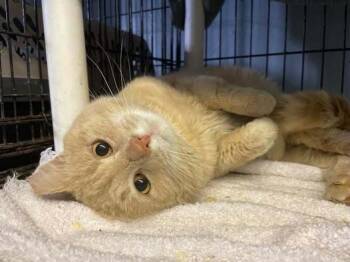 Rescue Domestic Short Hair Cats for Adoption in Flint Hill, Virginia - Butterscotch | PetCurious