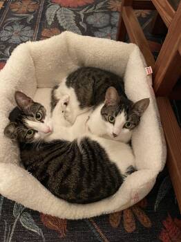 Rescue Domestic Short Hair Cats for Adoption - Apple | PetCurious