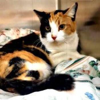 SHIRLEY -  Calico Cat Available for Adoption in Henderson, Nevada - SHIRLEY | PetCurious