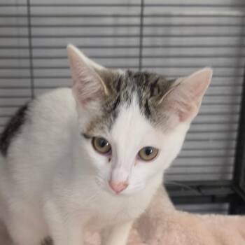 Night light -  Domestic Short Hair Cat for Adoption in Muncie, Indiana - Night Light | PetCurious