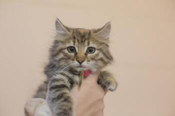 Missy -  Domestic Long Hair and Tabby Cat for Adoption in Mountain Home, Arkansas - Missy | PetCurious